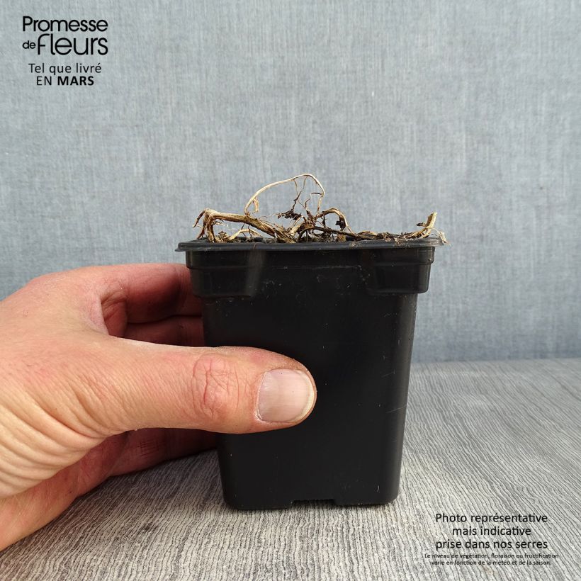 Campanula lactiflora Blue Pouffe Maceta de 7/8 cm Ejemplar entregado en invierno