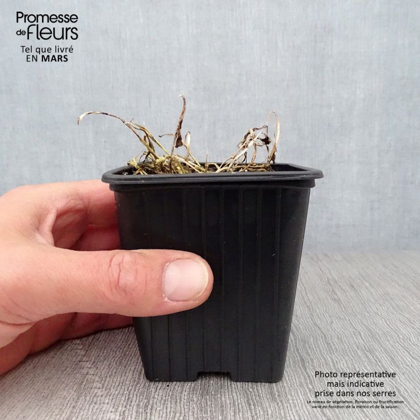 Campanula lactiflora Blue Pouffe Maceta de 7/8 cm Ejemplar entregado en la primavera