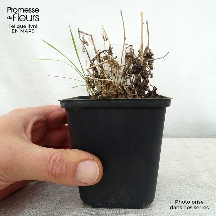 Campanula lactiflora White Pouffe Maceta de 8/9 cm Ejemplar entregado en la primavera