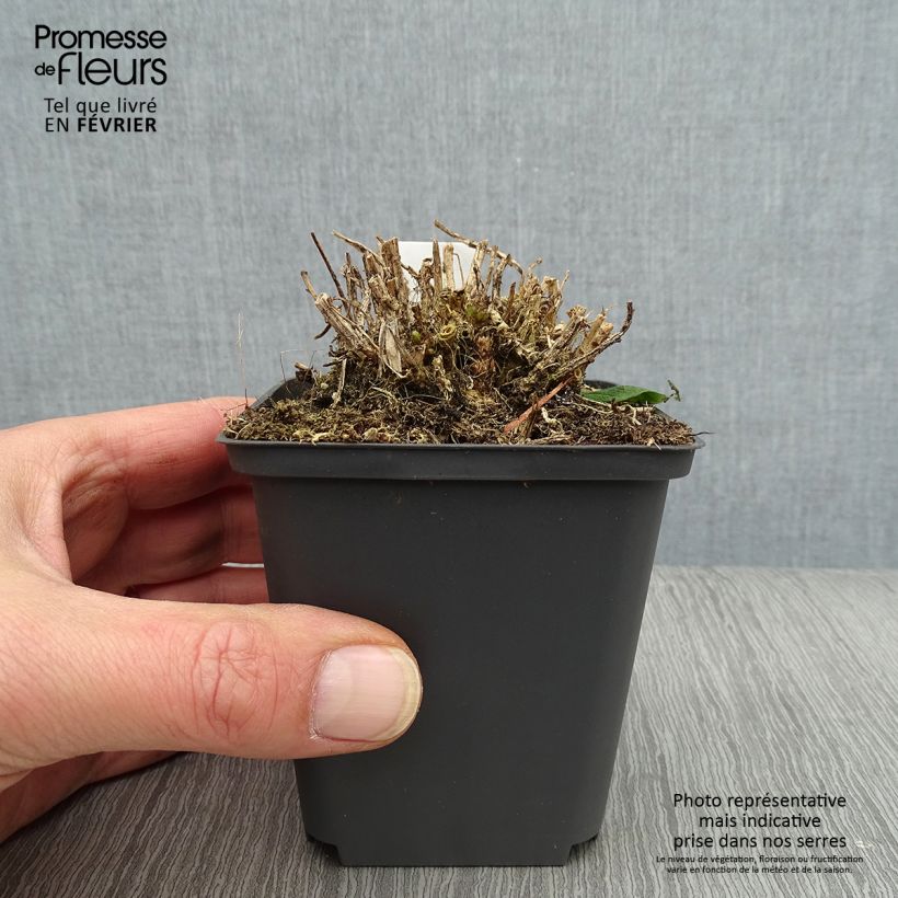 Campanula lactiflora White Pouffe Maceta de 8/9 cm Ejemplar entregado en invierno