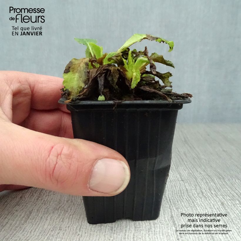 Campanula medium Blue - Campanilla de Canterbury Maceta de 7/8 cm Ejemplar entregado en invierno