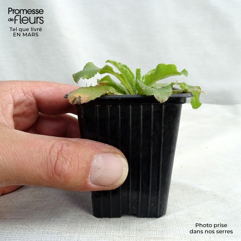 Campanula medium Blue - Campanilla de Canterbury Maceta de 7/8 cm Ejemplar entregado en la primavera