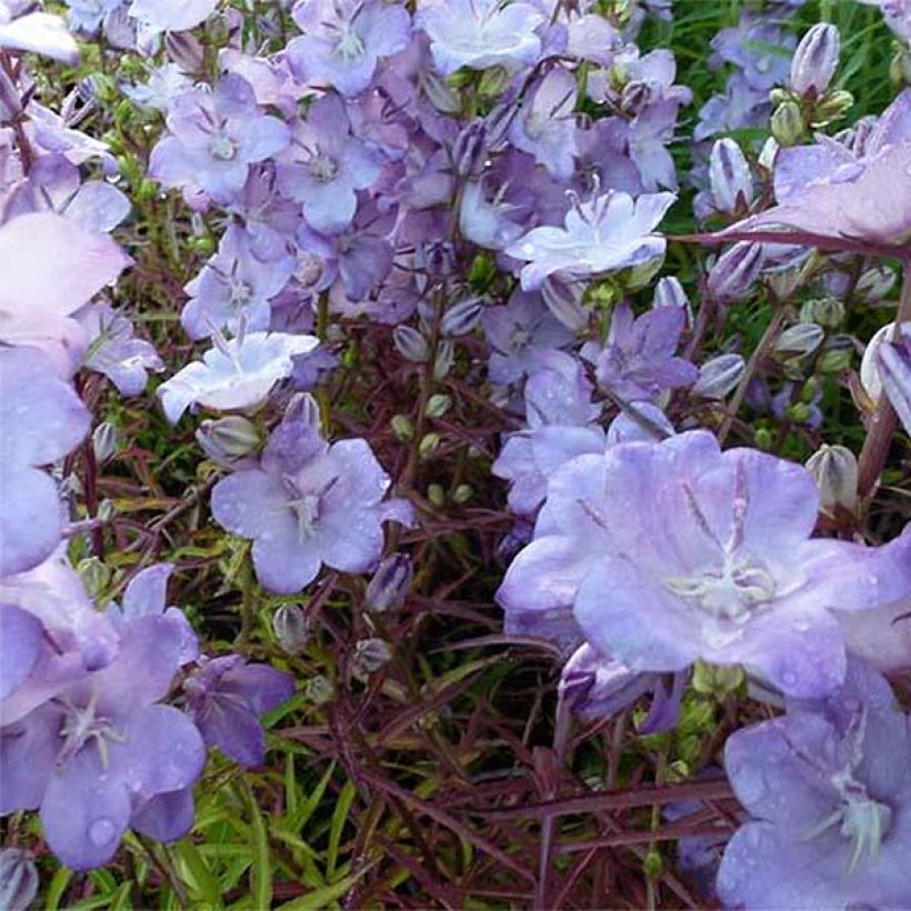 Campanula persicifolia Hidcote Amethyst (Floración)