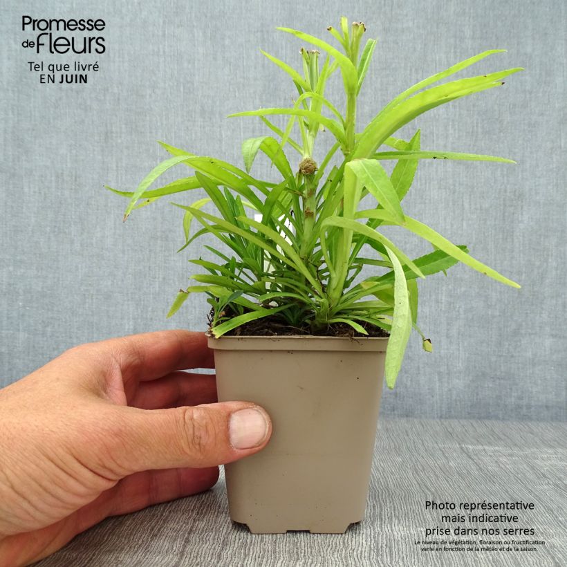 Ejemplar de Campanula persicifolia La Bello Maceta de 8/9 cm entregado en verano