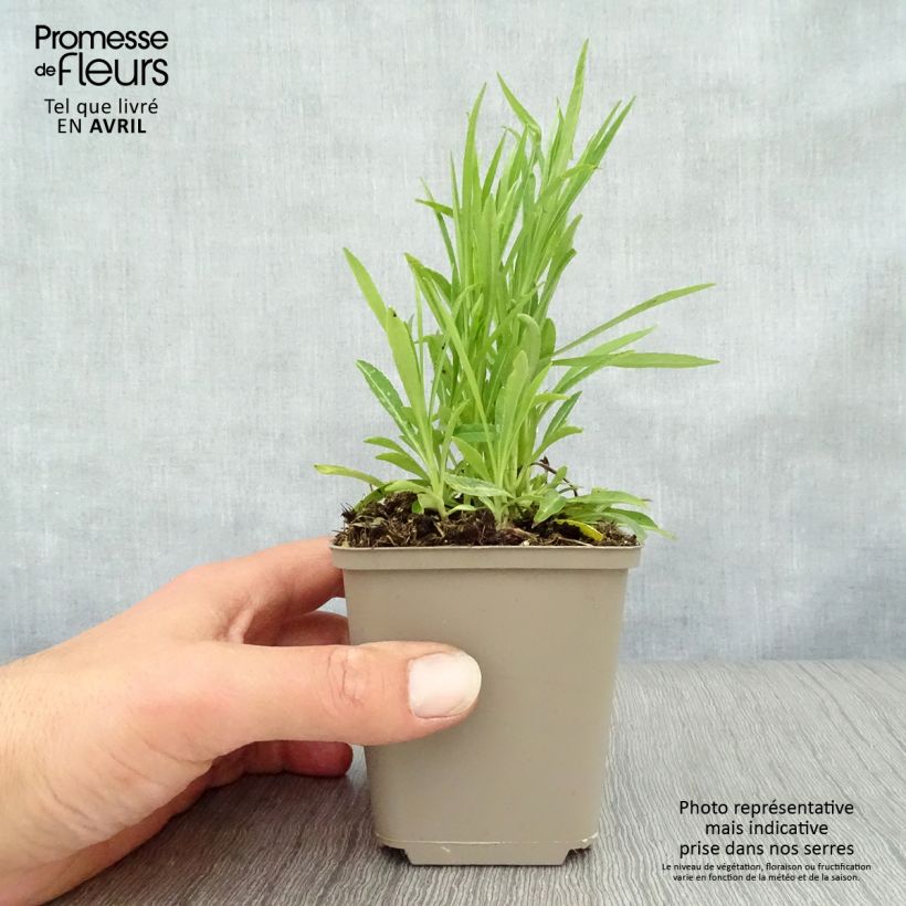 Campanula persicifolia La Bello Maceta de 8/9 cm Ejemplar entregado en la primavera