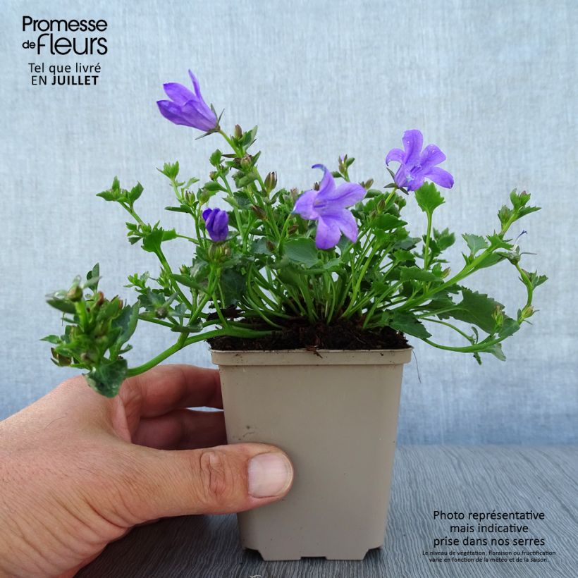 Ejemplar de Campanula poscharskyana Resholt Variety Maceta de 8/9 cm entregado en verano
