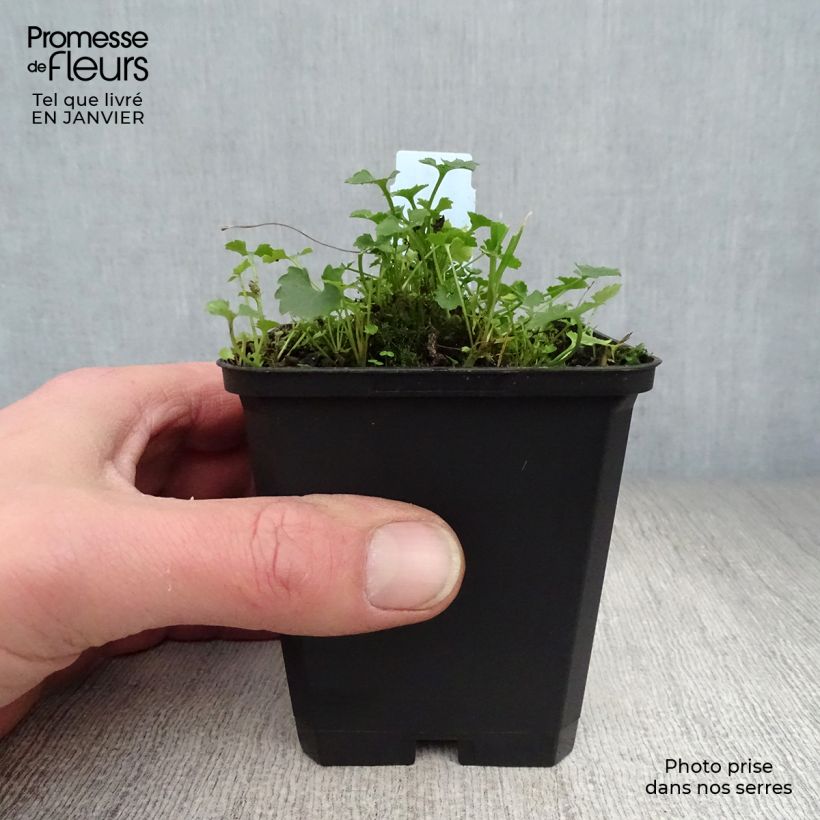 Campanula poscharskyana Resholt Variety Maceta de 8/9 cm Ejemplar entregado en invierno