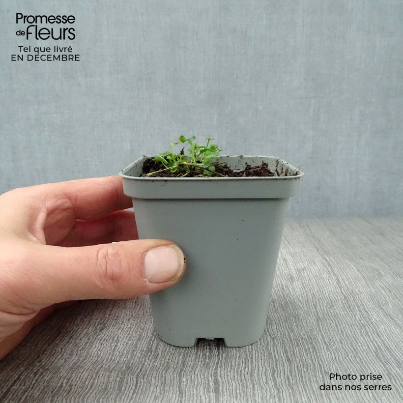 Campanula poscharskyana E.H. Frost Maceta de 8/9 cm Ejemplar entregado en invierno