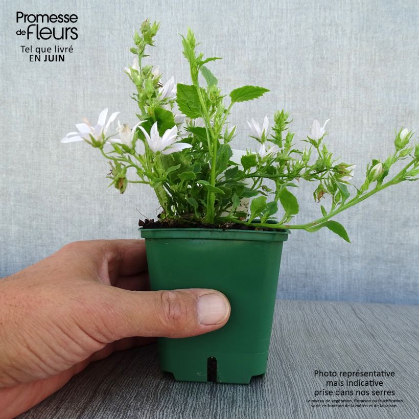Ejemplar de Campanula poscharskyana E.H. Frost Maceta de 8/9 cm entregado en verano