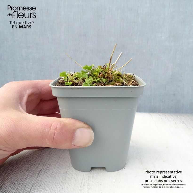 Campanula poscharskyana E.H. Frost Maceta de 8/9 cm Ejemplar entregado en la primavera