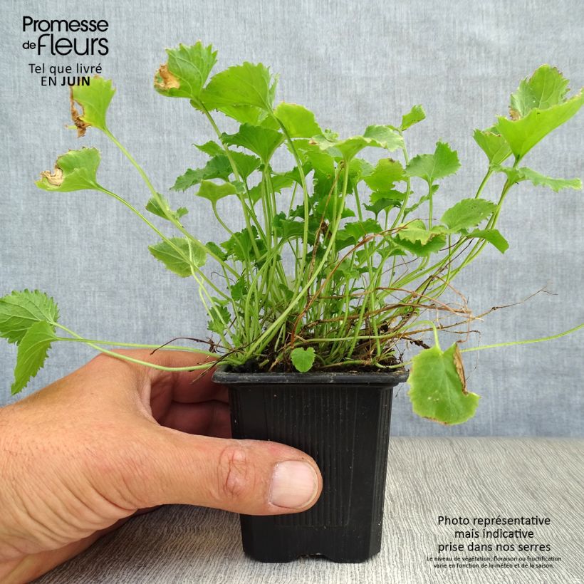 Ejemplar de Campanula poscharskyana Lisduggan Variety Maceta de 8/9 cm entregado en verano