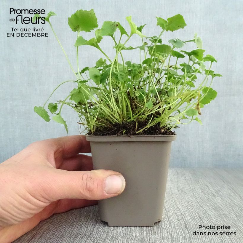 Campanula poscharskyana Lisduggan Variety Maceta de 8/9 cm Ejemplar entregado en invierno