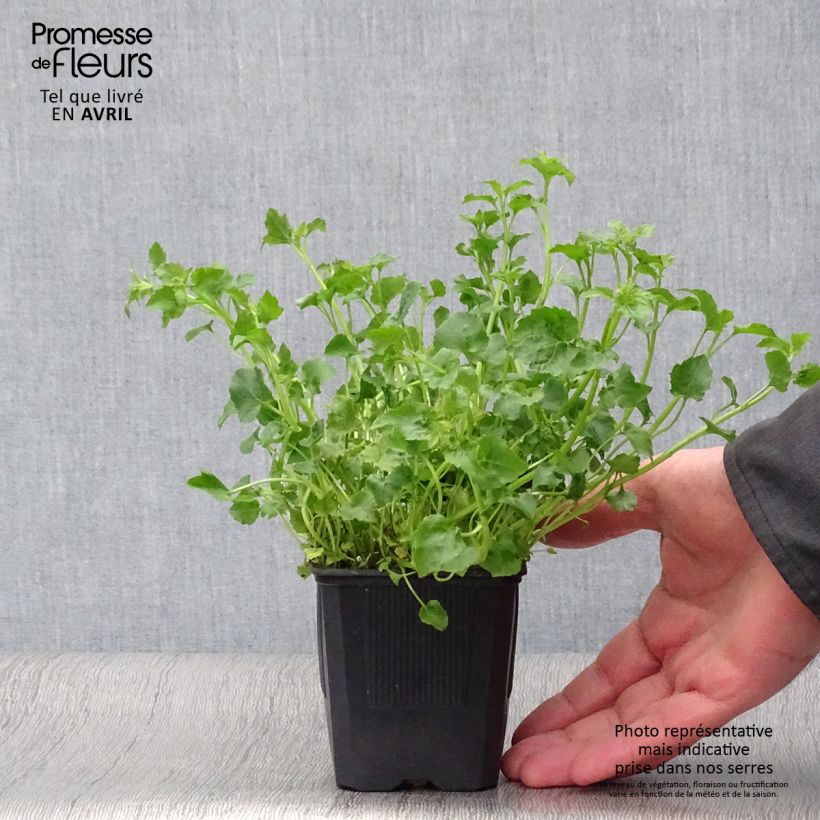 Campanula poscharskyana Lisduggan Variety Maceta de 8/9 cm Ejemplar entregado en la primavera