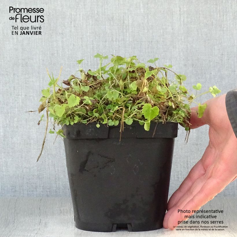Campanula poscharskyana Lisduggan Variety Maceta 2L/3L Ejemplar entregado en invierno