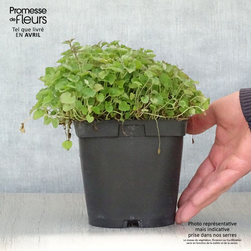 Campanula poscharskyana Lisduggan Variety Maceta 2L/3L Ejemplar entregado en la primavera