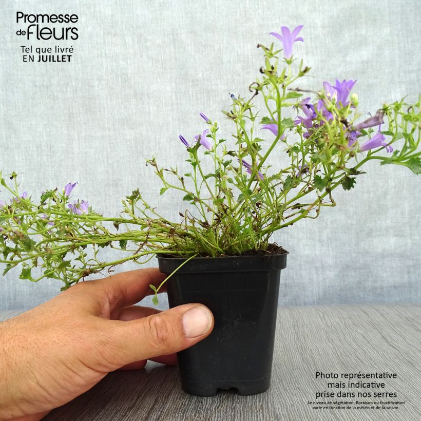 Ejemplar de Campanula poscharskyana Stella Maceta de 8/9 cm entregado en verano