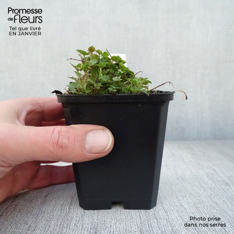 Campanula poscharskyana Stella Maceta de 8/9 cm Ejemplar entregado en invierno