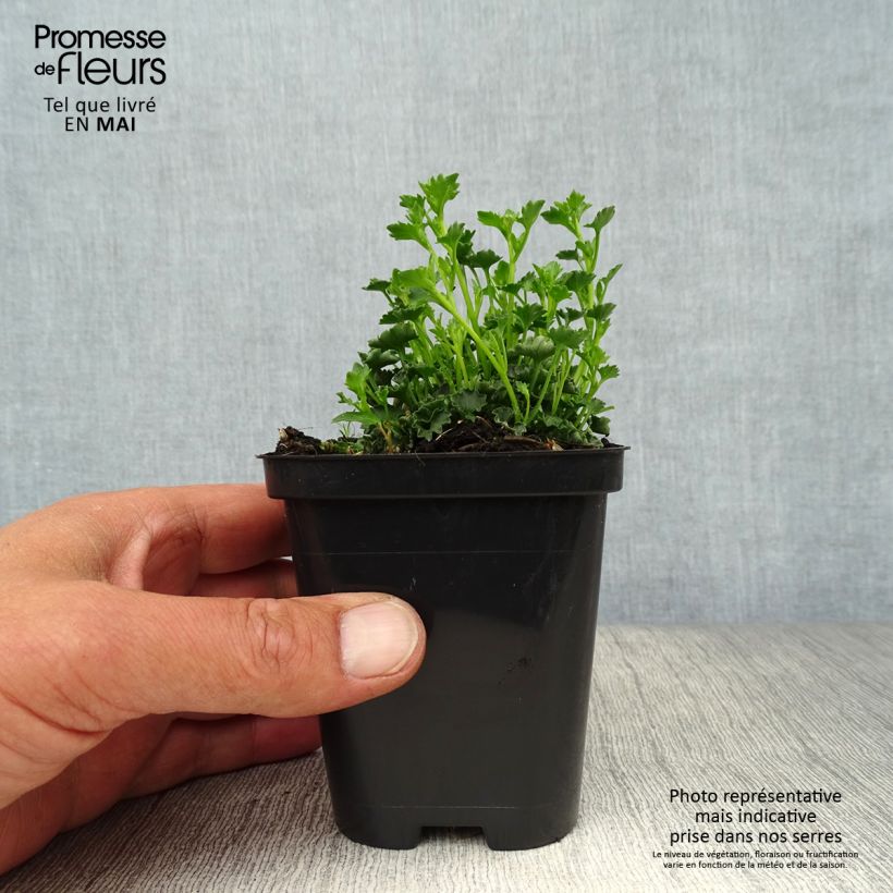 Campanula poscharskyana Stella Maceta de 8/9 cm Ejemplar entregado en la primavera