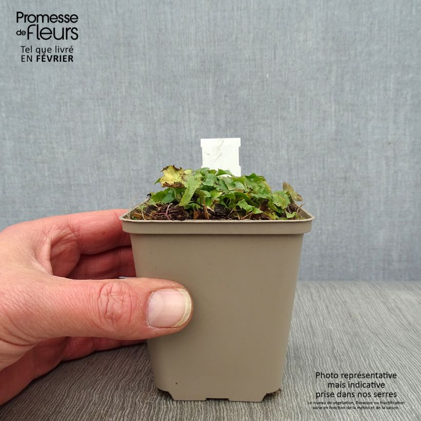 Campanula poscharskyana Trollkind Maceta de 8/9 cm Ejemplar entregado en invierno