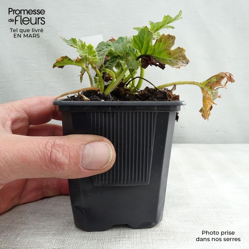 Campanula poscharskyana Trollkind Maceta de 8/9 cm Ejemplar entregado en la primavera