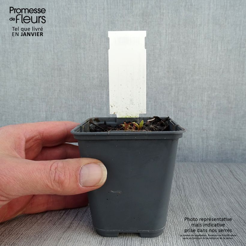 Campanula punctata Rubriflora Maceta de 8/9 cm Ejemplar entregado en invierno