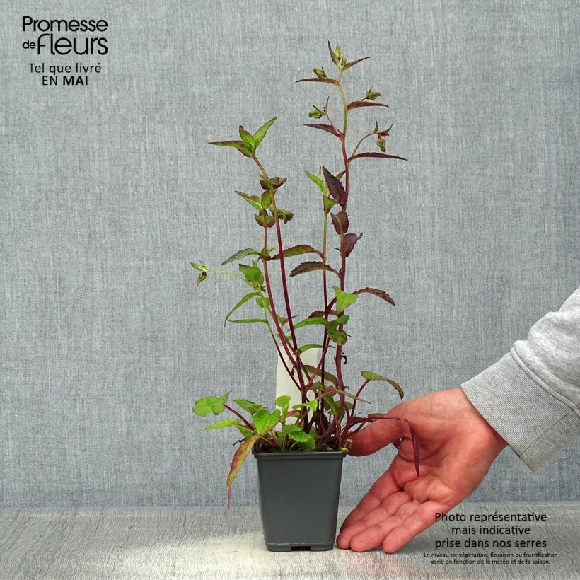 Campanula punctata Rubriflora Maceta de 8/9 cm Ejemplar entregado en la primavera