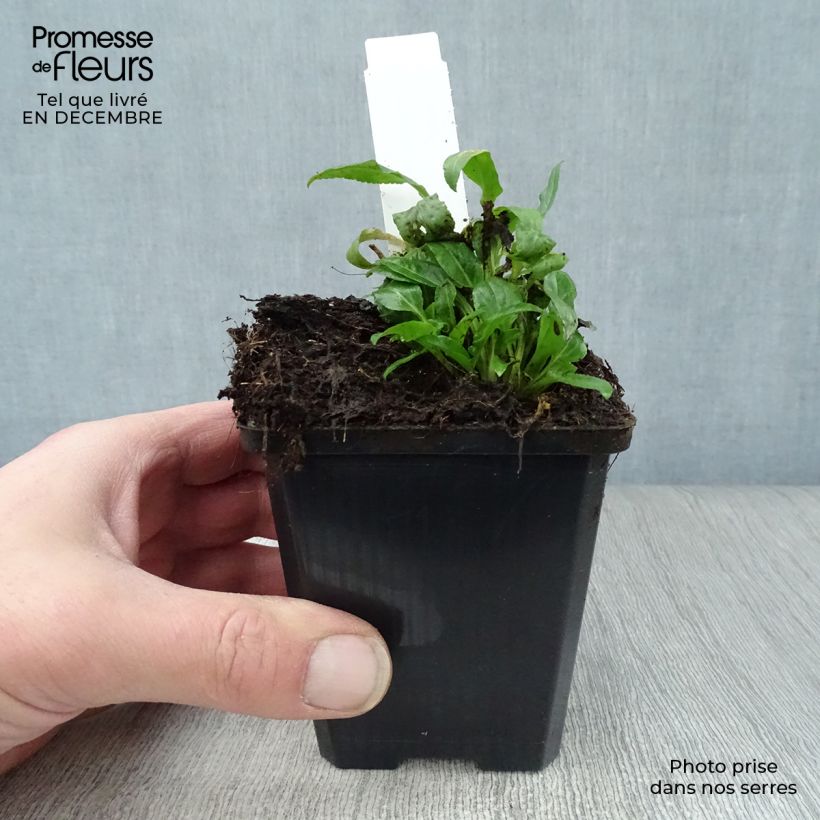 Campanula rapunculoides Maceta de 8/9 cm Ejemplar entregado en invierno