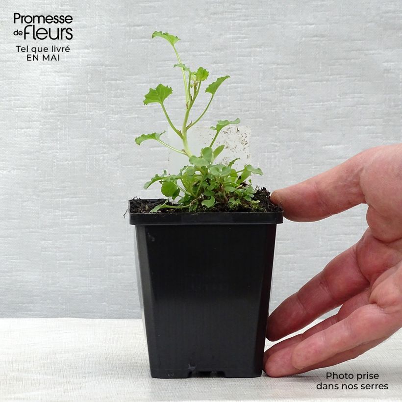 Campanula rapunculoides Maceta de 8/9 cm Ejemplar entregado en la primavera