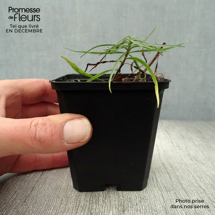 Campanula rotundifolia Maceta de 8/9 cm Ejemplar entregado en invierno