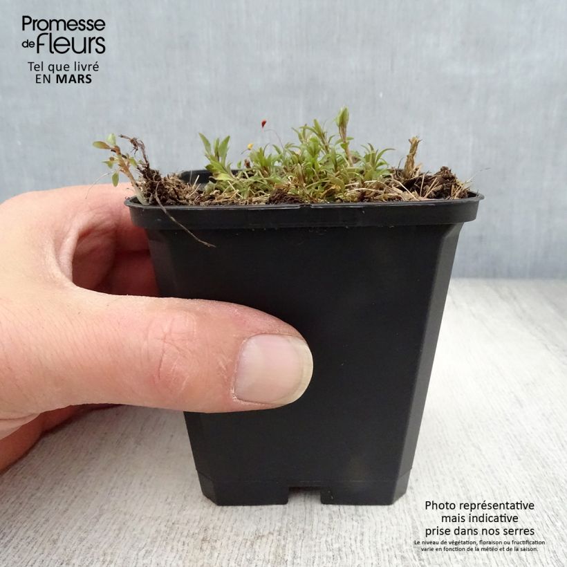 Campanula rotundifolia Maceta de 8/9 cm Ejemplar entregado en la primavera