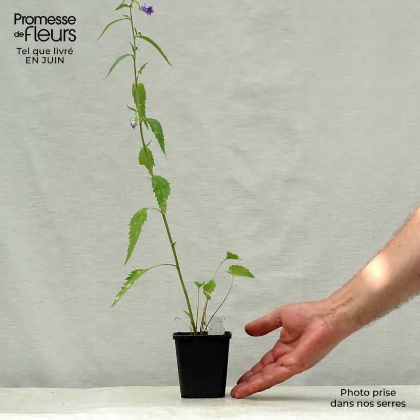 Ejemplar de Campanula trachelium Bernice Maceta de 8/9 cm entregado en verano