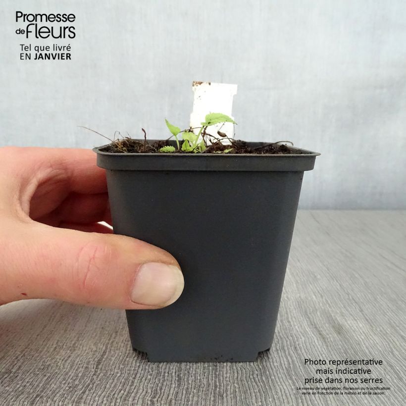 Campanula trachelium Bernice Maceta de 8/9 cm Ejemplar entregado en invierno