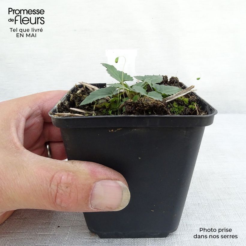 Campanula trachelium Maceta de 8/9 cm Ejemplar entregado en la primavera