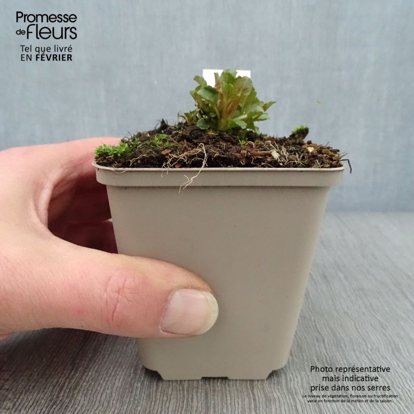 Campanula Royal Wave Maceta de 8/9 cm Ejemplar entregado en invierno