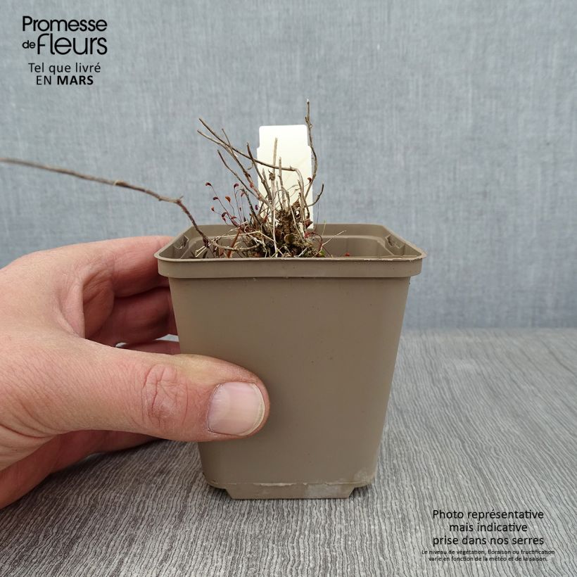 Campanula pulloides G.F. Wilson Maceta de 8/9 cm Ejemplar entregado en invierno