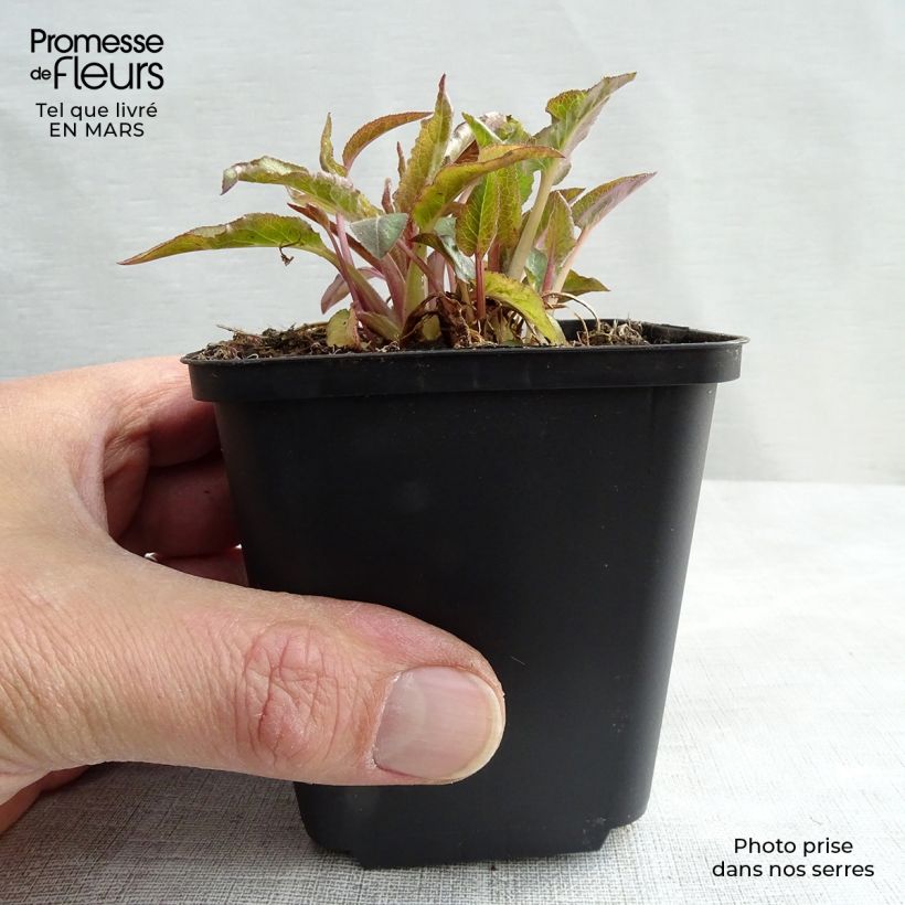 Campanula glomerata Superba Maceta de 8/9 cm Ejemplar entregado en la primavera