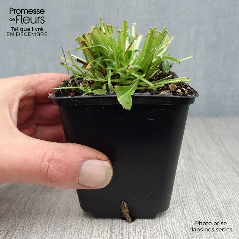 Campanula persicifolia Alba Maceta de 8/9 cm Ejemplar entregado en invierno