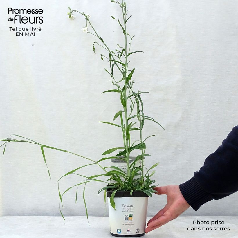 Campanula persicifolia Alba Maceta 2L/3L Ejemplar entregado en la primavera