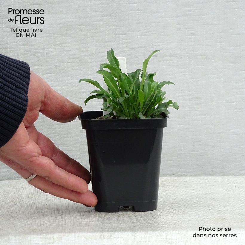 Campanula persicifolia Alba Maceta de 8/9 cm Ejemplar entregado en la primavera