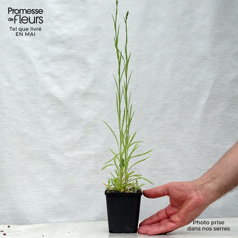 Campanula persicifolia La Belle Maceta de 8/9 cm Ejemplar entregado en la primavera