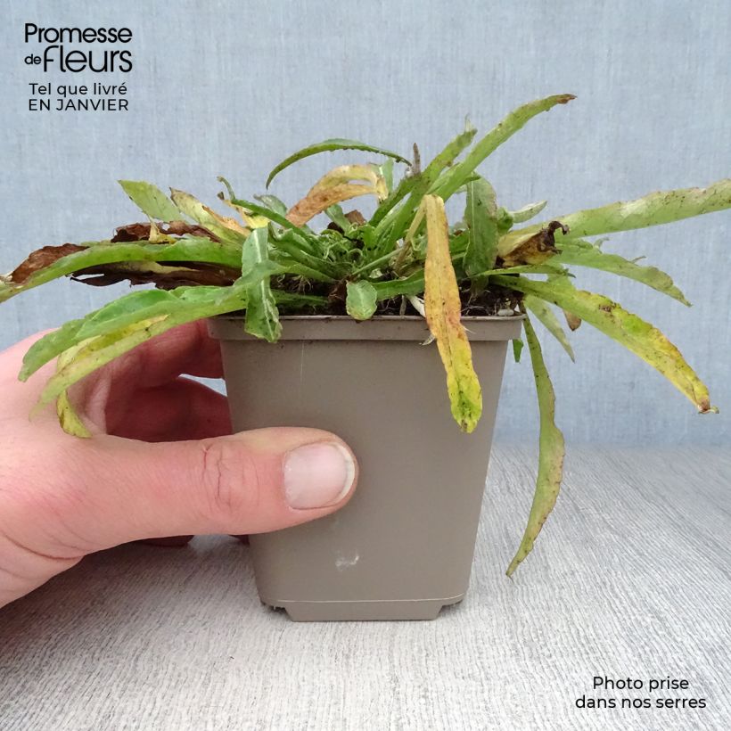 Campanula persicifolia La Belle Maceta de 8/9 cm Ejemplar entregado en invierno