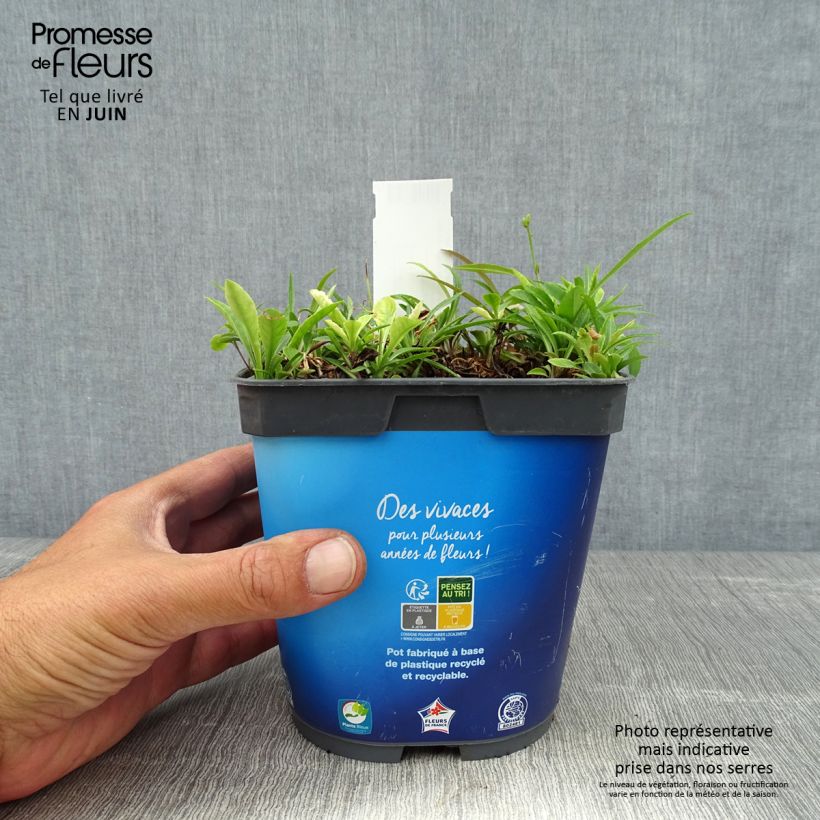 Ejemplar de Campanula persicifolia Maceta 2L/3L entregado en verano