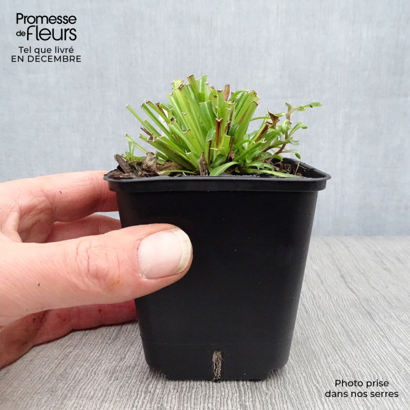 Campanula persicifolia Maceta de 8/9 cm Ejemplar entregado en invierno