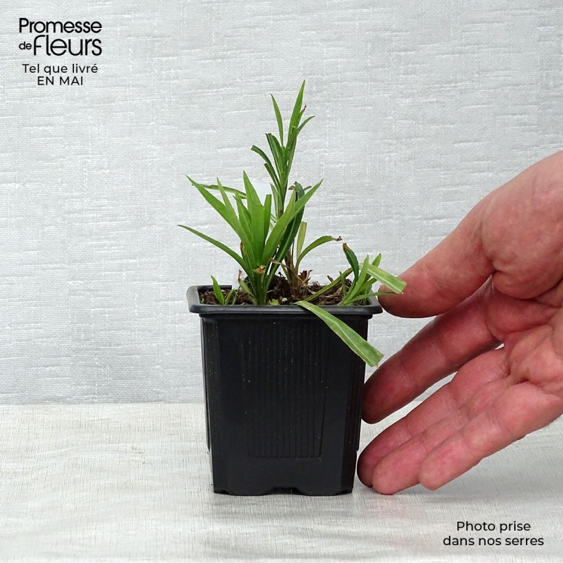 Campanula persicifolia Maceta de 8/9 cm Ejemplar entregado en la primavera