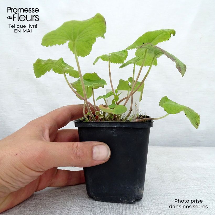 Campanula alliariifolia Maceta de 8/9 cm Ejemplar entregado en la primavera