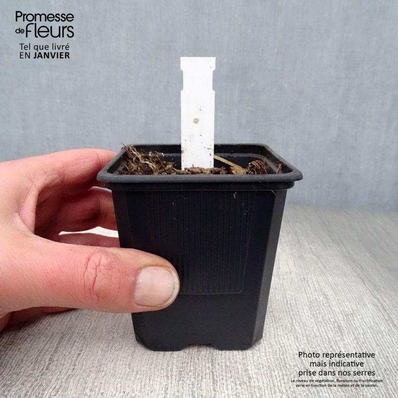 Campanula alliariifolia Maceta de 8/9 cm Ejemplar entregado en invierno