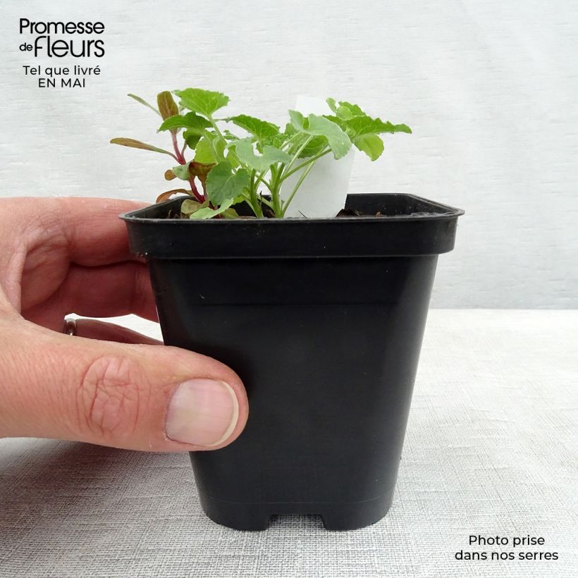 Campanula carpatica Albas Maceta de 8/9 cm Ejemplar entregado en la primavera