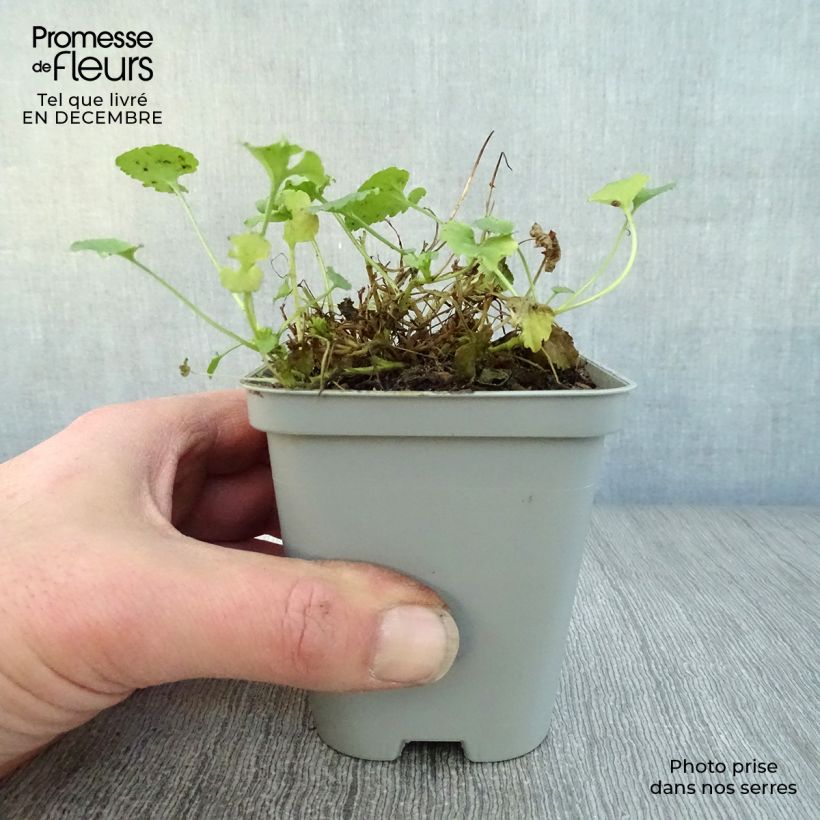 Campanula carpatica Albas Maceta de 8/9 cm Ejemplar entregado en invierno