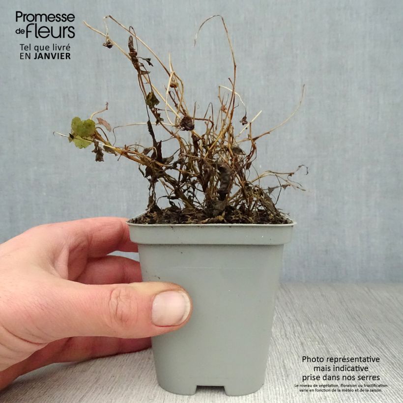 Campanula carpaticas Maceta de 8/9 cm Ejemplar entregado en invierno