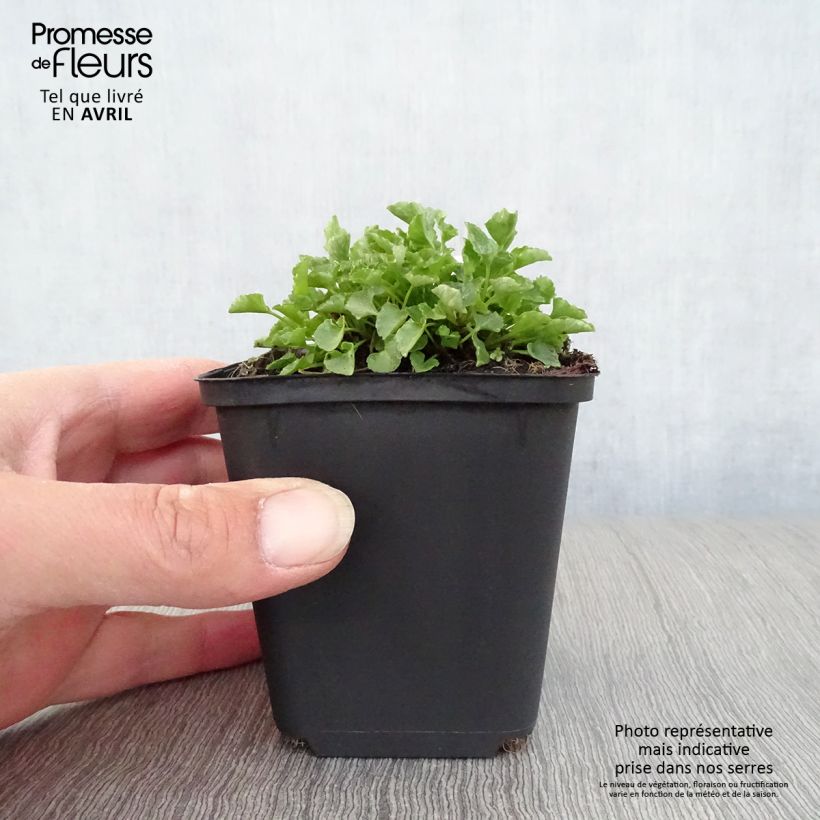 Campanula carpaticas Maceta de 8/9 cm Ejemplar entregado en la primavera